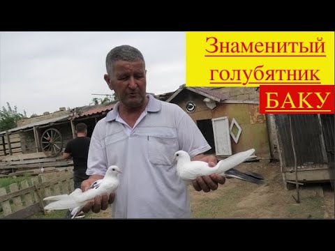 Видео: Бакинские голуби Эльмана в Баку Романы!