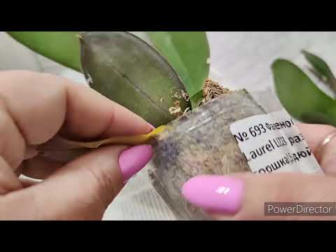 Видео: Посылочка с орхидейками 🔥🔥🔥от любимого продавца ❤❤❤