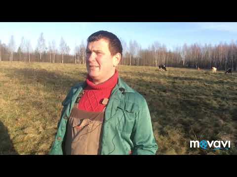 Видео: Польза или вред от скупщиков молока