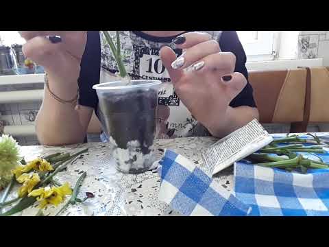 Видео: Черенкование хризантем из букета