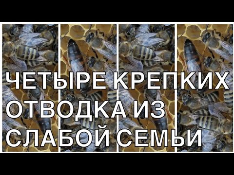 Видео: ДЕЛИМ СЛАБУЮ И ПОЛУЧАЕМ ЧЕТЫРЕ