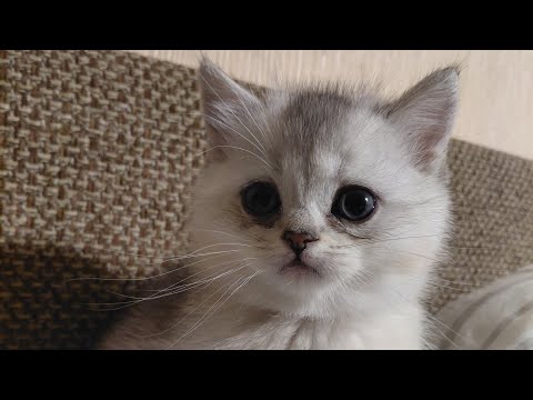 Видео: Нашы милые котята . КОТЯТА КРАСАТУЛЬКИ .