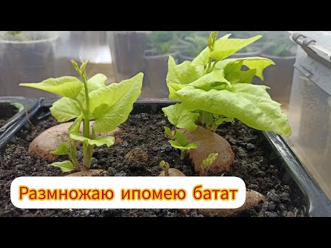 Видео: Ипомея батат. Размножение клубнями, черенками и семенами.