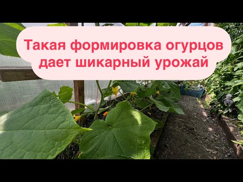 Видео: Хотите много огурцов, формируйте их именно таким образом