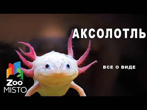 Видео: Аксолотль - Все о виде амбистом | Вид амбистом - Аксолотль