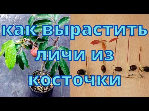 Видео: Как вырастить личи из косточки
