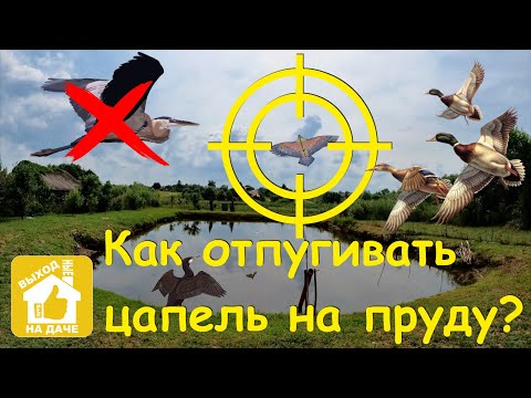 Видео: Как отпугивать цапель, бакланов, чаек и уток с прудов?