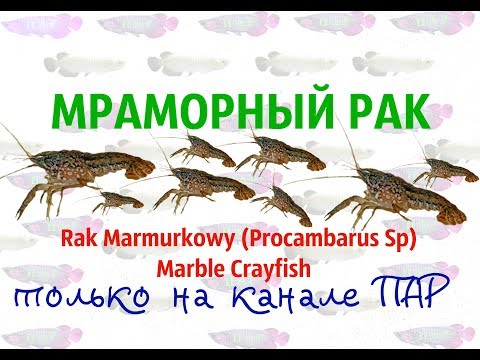 Видео: МРАМОРНЫЙ РАК.Все самое важное.