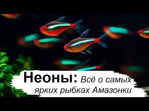Видео: Неоны: Всё о самых ярких рыбках Амазонки