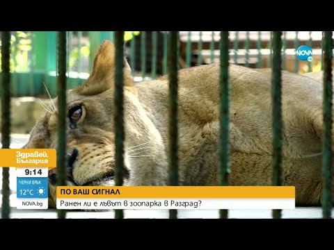 Видео: Ранен ли е лъвът в зоопарка в Разград? - Здравей, България (04.08.2021)
