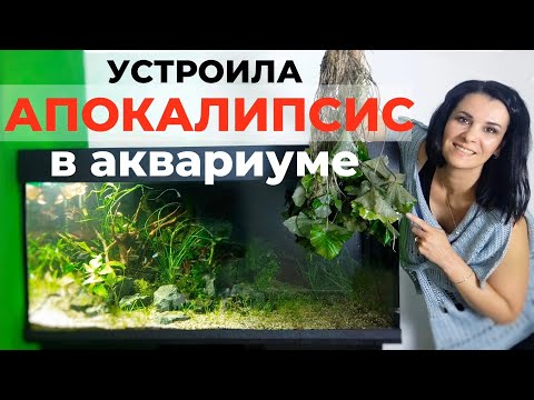 Видео: Масштабный редизайн аквариума травника на 400 литров