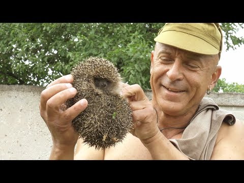 Видео: Ежик на стадионе