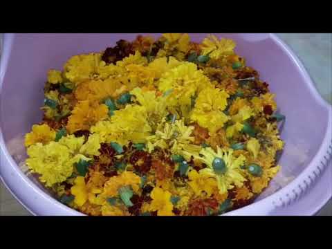 Видео: Сушёные грибы ягоды и травы на зиму