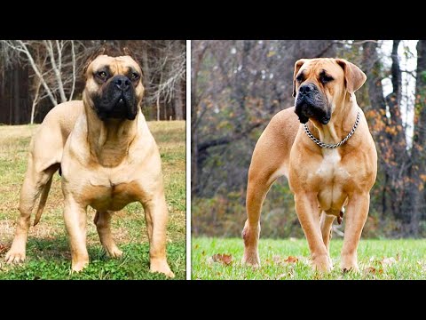 Видео: Бурбуль – Эта Порода Собак Запрещена Во Многих Странах Мира!