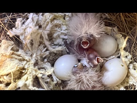 Видео: Разведение зебровых амадин: вольер, в котором птенцы появляются десятками.