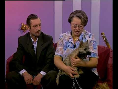 Видео: Окрас и уход за шерстью керн терьера. Pro Trimming