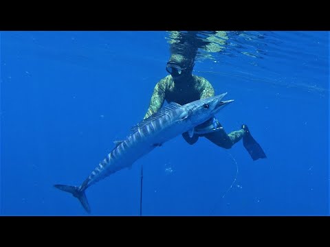 Видео: Подводная охота на Занзибаре