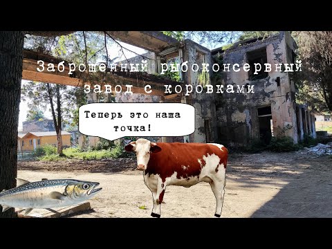 Видео: 3# Абхазия | Заброшенный рыбоконсервный пицундский завод в поселке Лдзаа