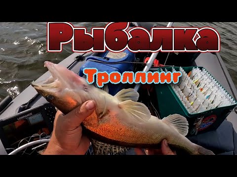 Видео: Рыбалка после знойной жары.Судак из коряжника на ТРОЛЛИНГ