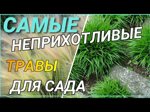 Видео: Самые неприхотливые ТРАВЫ - ЗЛАКИ для сада, пруда, КРАСОТЫ