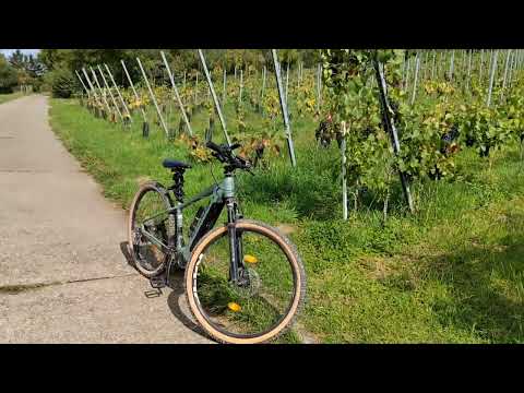 Видео: Виноградники