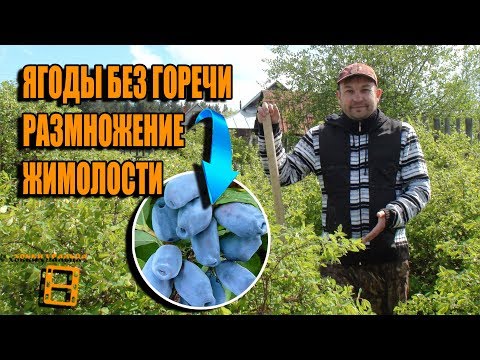 Видео: 3 СУПЕР СПОСОБА РАЗМНОЖЕНИЯ ЖИМОЛОСТИ. КАК ПОЛУЧИТЬ ЯГОДЫ БЕЗ ГОРЕЧИ? САД (ОГОРОД) И ТЕПЛИЦА