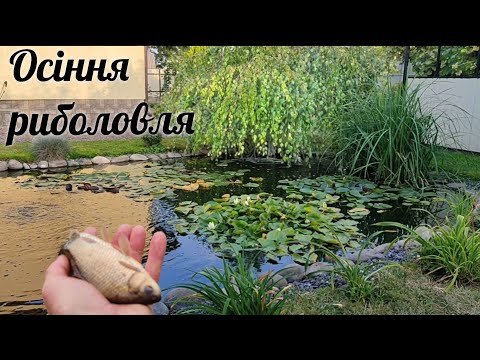 Видео: Смажений карась з власного ставка🎣🐟