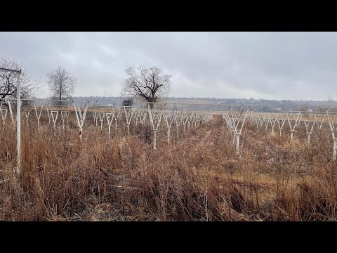 Видео: Полуниця і виноград без догляду. Клубника и виноград без ухода.