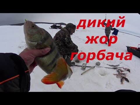 Видео: Они рвут леску и ломают крючки. Дикий жор окуня.