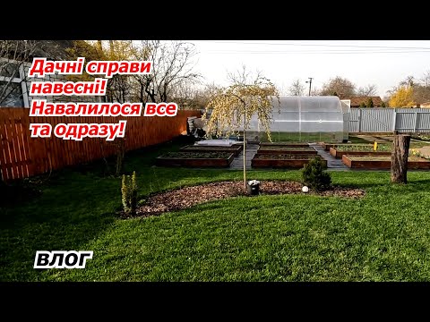 Видео: Дачні справи! Переробили лохину, посіяли редіску, сходи капусти та багато іншого!