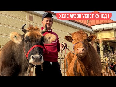 Видео: Успет кунед ХЕЛЕ АРЗОН 10 ноября 2025 г.