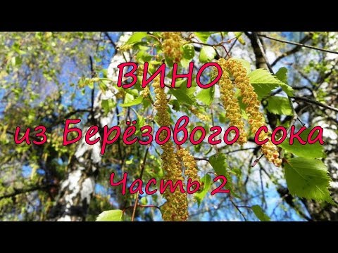 Видео: Вино из березового сока. Часть 2.