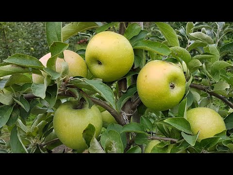 Видео: Яблоня ренет симиренка / Apple Renet simirenka / Яблоко ренет симиренко