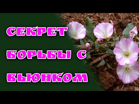 Видео: Замучил вьюнок? 😭 Не совершай эти ошибки!