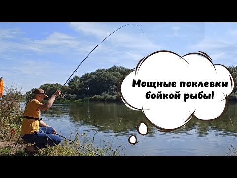 Видео: Первая осенняя рыбалка. Мощные поклевки бойкой рыбы.