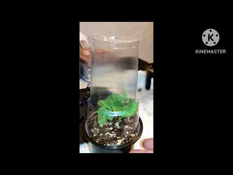 Видео: Прививка арбуза- Мой метод, 100% приживаемость и никаких заморочек. часть 1