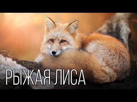 Видео: Лиса: Рыжая плутовка | Интересные факты про лисиц