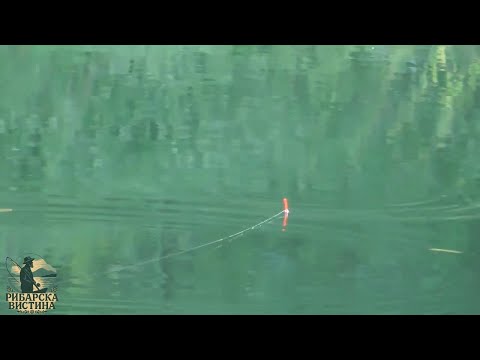 Видео: 🎣 Лудница на вода! Бојникот удира без престан и во Македонија! #Риболов #Бојник