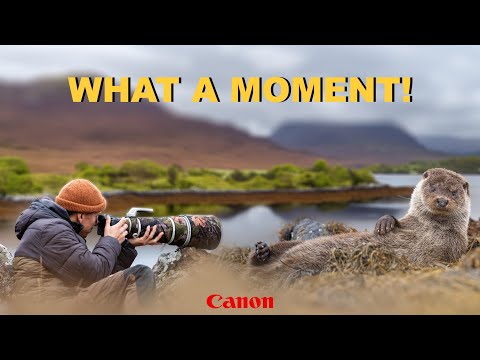 Видео: 5 лет профессионального фотографа дикой природы… Лучший день выдр!