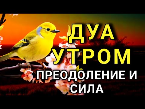 Видео: УТРЕННЕЕ ДУА ДЛЯ УСПЕХА И ПРЕОДОЛЕНИЯ! ☝️💪🤲
