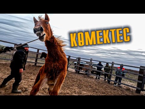 Видео: Жылқыларды қамап. Жабағыларды ұстадық соғымға союға.