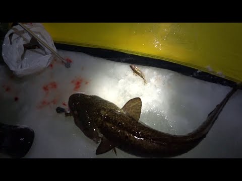 Видео: Рыбалка Налим на стук