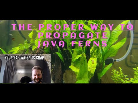 Видео: Учебное пособие для начинающих о том, как размножать папоротники острова Тао.