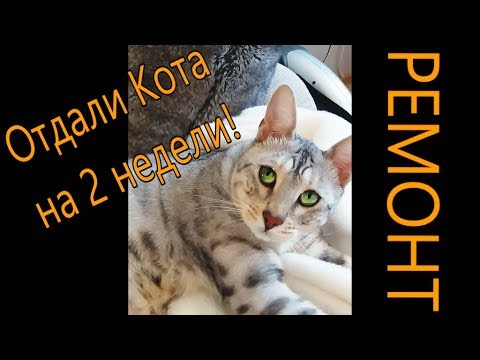 Видео: Отдали Кота на 2 недели. Очередной этап ремонта!