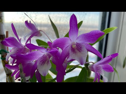 Видео: Чарівний Dendrobium Rainbow Dance