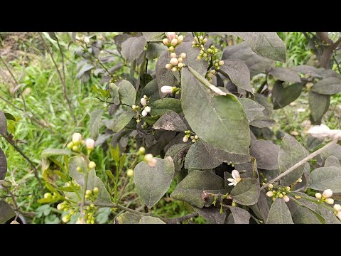 Видео: Лимон хакида малумот зелёный обрезка аслида нима курамиз