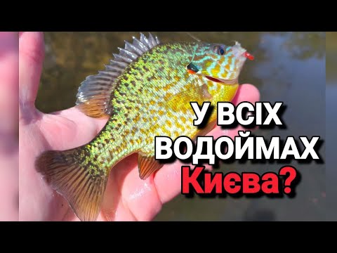 Видео: Різноманітна ловля в Києві ✅Твіч ✴️Мікроджиг✴️Мормишинг✴️Тест Azura Safina S80L