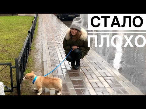 Видео: ПЕРВАЯ ПРОГУЛКА ЩЕНКА / все пошло не по плану😖