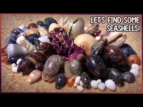 Видео: Прогулки по пляжу в поисках ракушек | Сбор ракушек в скальных бассейнах