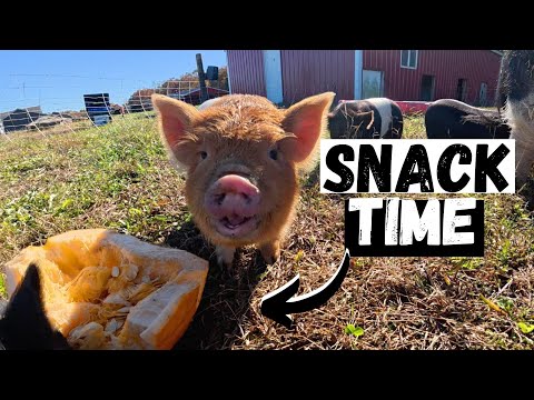 Видео: Мы угостили ВСЕХ животных… и себя!